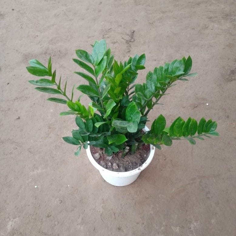 Zz Plant in 12 Inch White Nursery Pot