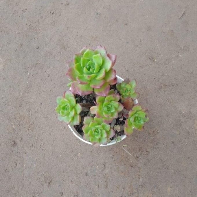 Pinwheel Succulent in 3 Inch Nursery Pot