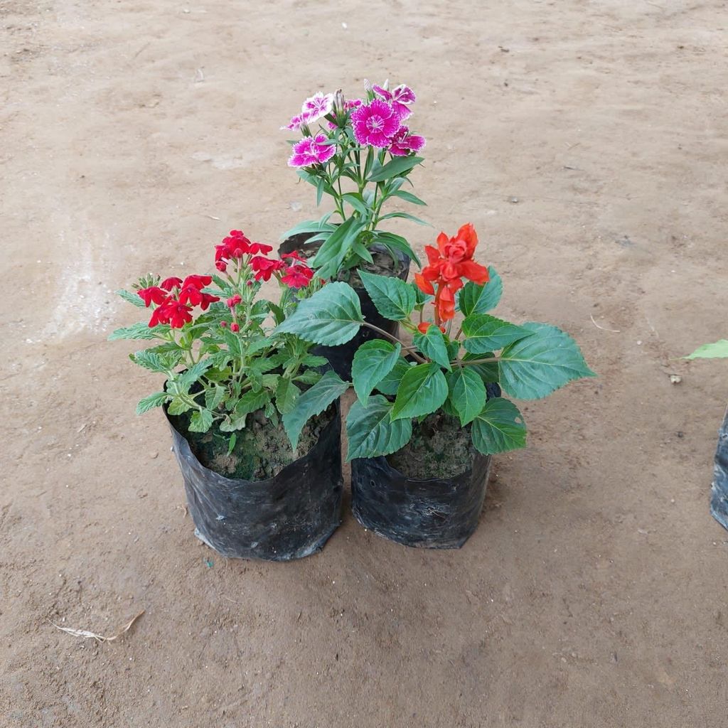 Set of 3 - Dianthus , Salvia & Verbena (any colour) in 4 Inch Nursery Bag