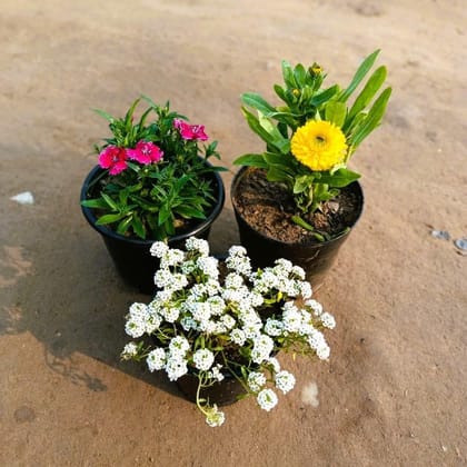 Buy Set of 3 - Alyssum White, Dianthus & Calendula (any colour) in 6 Inch Nursery Pot Online | Urvann.com