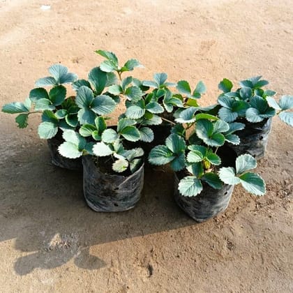Buy Set of 5 - Strawberry Plant in 4 Inch Nursery Bag Online | Urvann.com