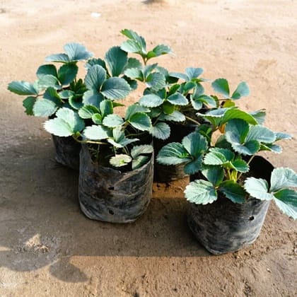 Buy Set of 4 - Strawberry Plant in 4 Inch Nursery Bag Online | Urvann.com