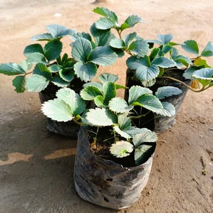 Buy Set of 3 - Strawberry Plant in 4 Inch Nursery Bag Online | Urvann.com