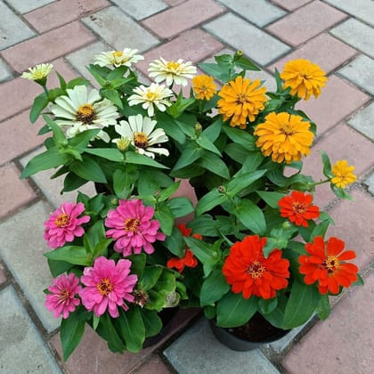 Buy Set of 4 - Zinnia (Pink, White, Yellow & Orange) in 5 Inch Plastic Pot Online | Urvann.com