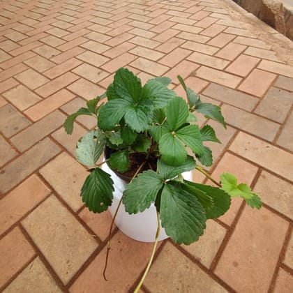Strawberry Plant in 5 Inch Nursery Pot