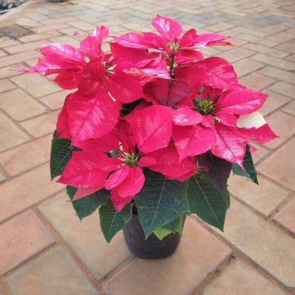 Buy Poinsettia / Christmas Flower Pink & White in 5 Inch Plastic Pot Online | Urvann.com