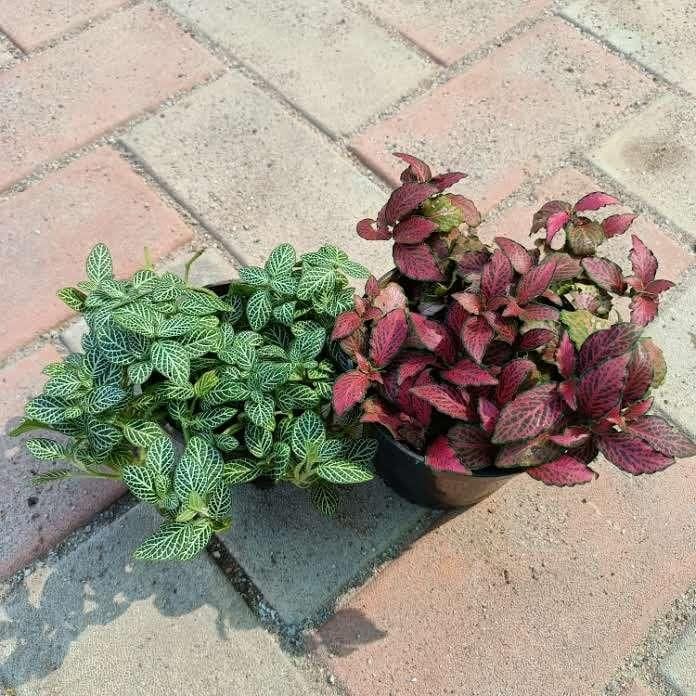 Set of 2 - Fittonia (Red& Green) in 4 Inch Nursery Pot