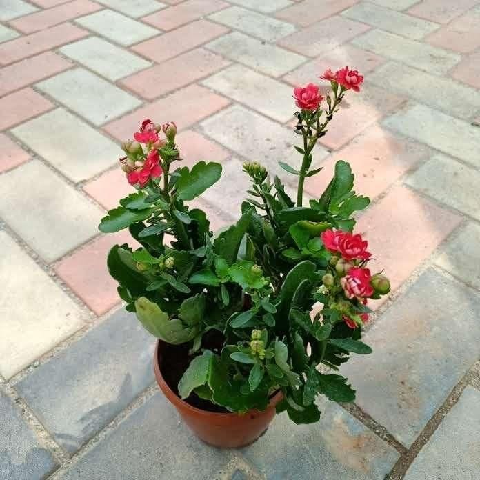 Desi Kalanchoe (any colour) in 5 Inch Nursery Pot