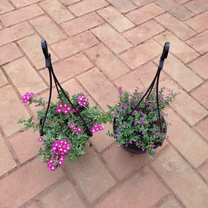 Buy Set of 2- Hanging Flowering Plants (Verbena & Cuphea / False Heather)  (any colour) in 5 Inch Black Hanging Basket Online | Urvann.com
