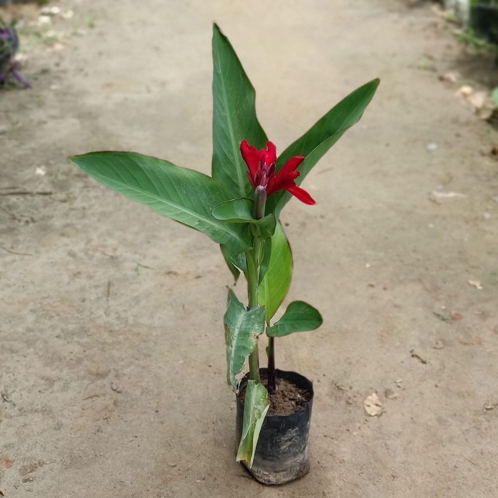 Canna Red in 8 Inch Nursery Bag