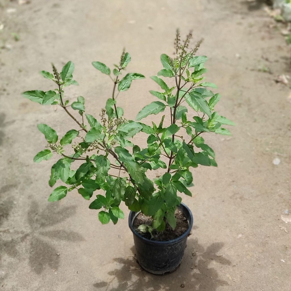 Shyama Tulsi in 6 Inch Nursery Pot