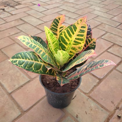 Buy Croton Petra Long Leaves in 5 Inch Plastic Pot Online | Urvann.com
