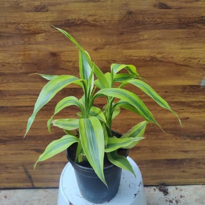 Buy Soil Bamboo in 4 Inch Plastic Pot Online | Urvann.com