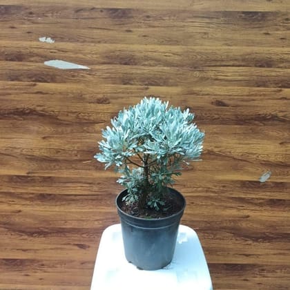 Buy Lavender  in 5 Inch Plastic Pot Online | Urvann.com
