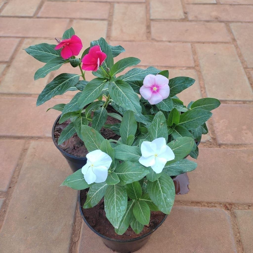 Set of 3 - Periwinkle / Sadabahar / Vinca (any colour) in 4 Inch Nursery Pot