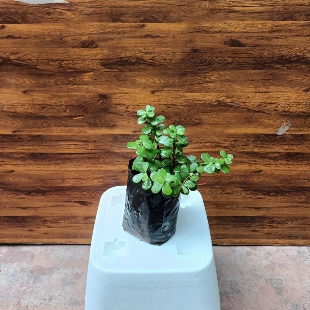 Jade Plant in 4 Inch Nursery Bag