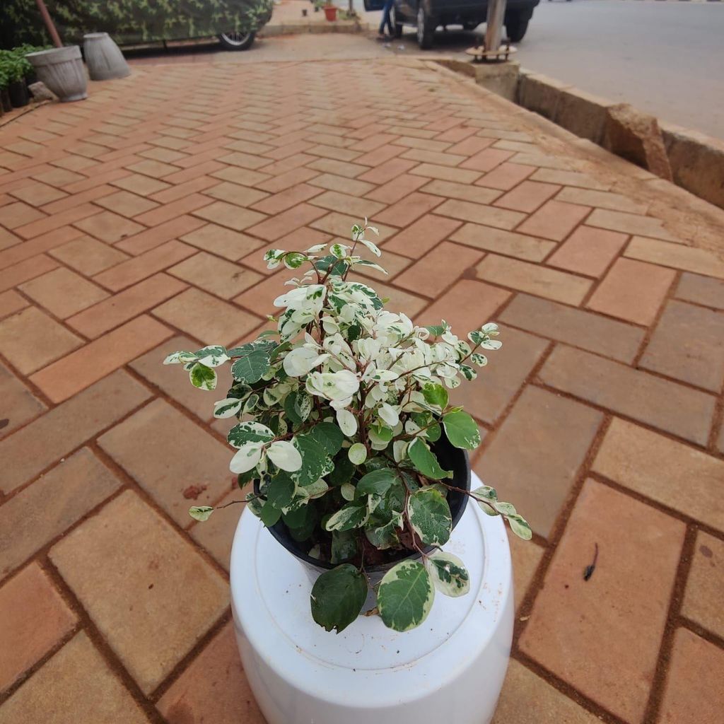 Binboos Plant in 4 Inch Nursery Pot