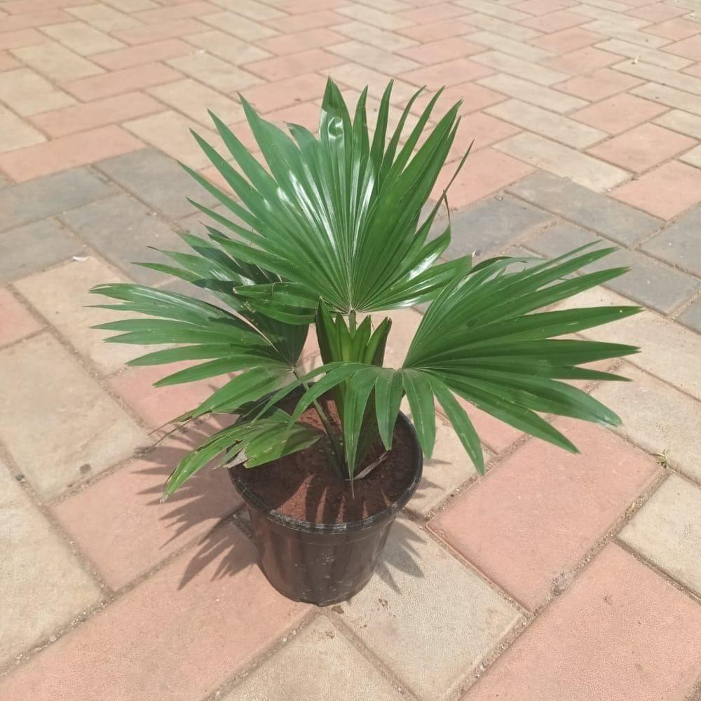 China Palm / Fan Palm in 5 Inch Nursery Pot (colour may vary)