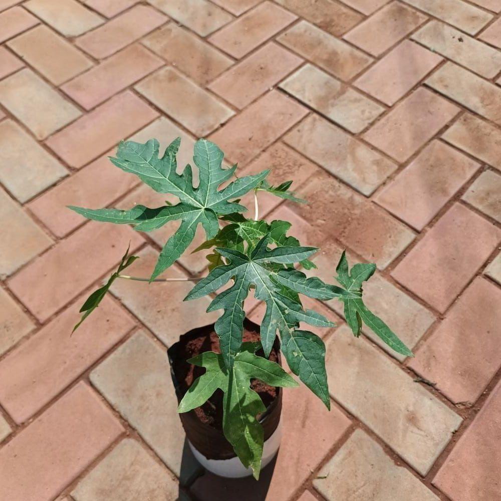 Papaya Plant in 4 Inch Nursery Bag
