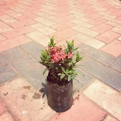 Chinese Ixora (any colour) in 5 Inch Nursery Bag