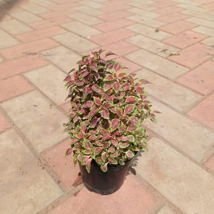 Coleus Small Leaf (any colour) in 4 Inch Nursery Pot