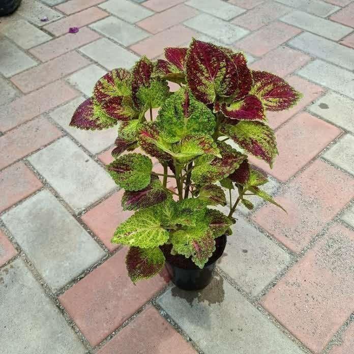 Coleus Green Red in 4 Inch Nursery Pot