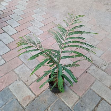 Buy Amla Plant in 6 Inch Nursery Bag Online | Urvann.com