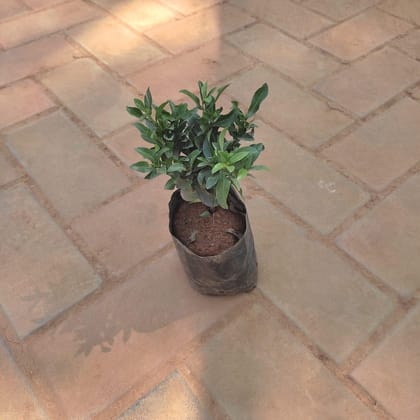 Buy Chinese Ixora in 4 Inch Nursery Bag Online | Urvann.com