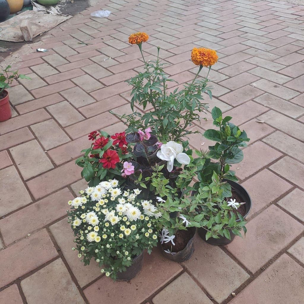Flowering Special Combo - Set of 6 ( Zinnia , Begonia, Marigold , Chrysanthemum, Gandhraaj / Gardenia, Chandni ) any colour in 4 Inch Nursery Bag