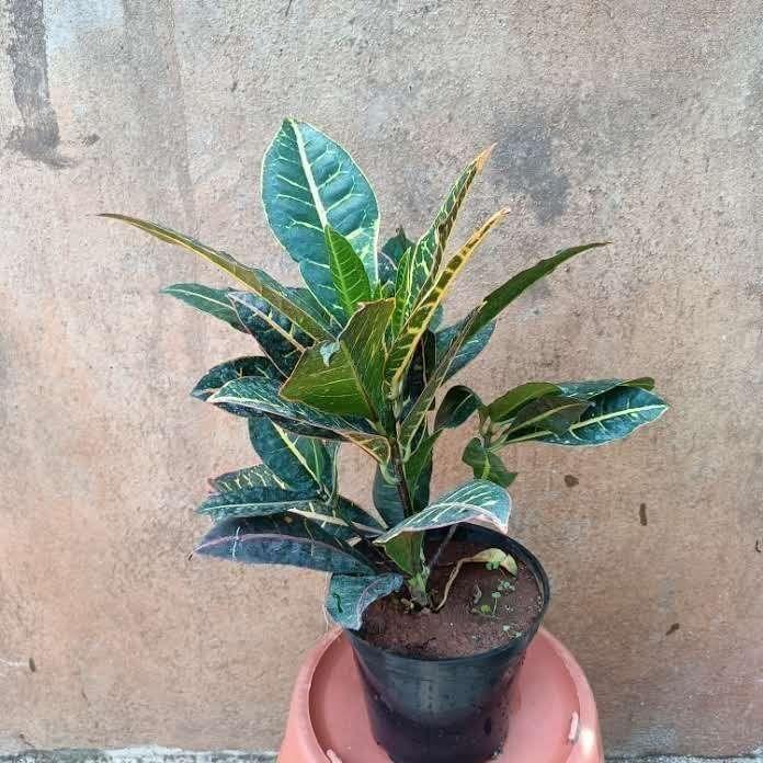 Croton Petra in 6 Inch Nursery Pot