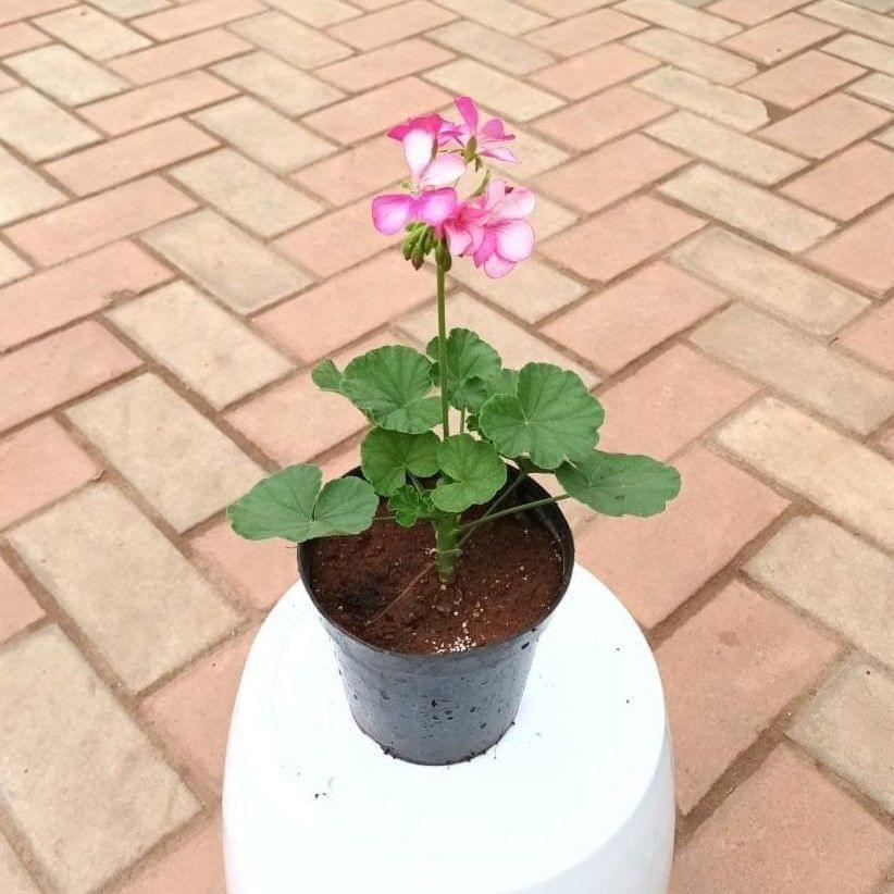 Geranium Pink in 4 Inch Nursery Pot