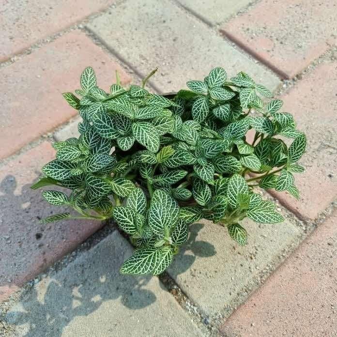 Fittonia Green in 4 Inch Nursery Pot