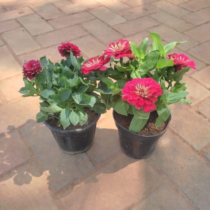 Buy Set Of 2 -Flowering Combo (Zinnia & Dahlia) ( Any Colour) in 4 Inch Plastic Pot Online | Urvann.com
