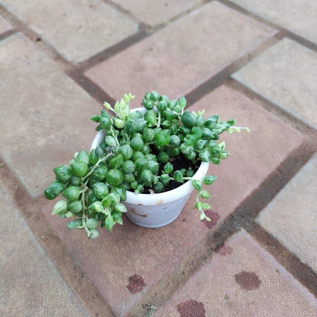 String Of Pearls in 3 Inch Nursery Pot