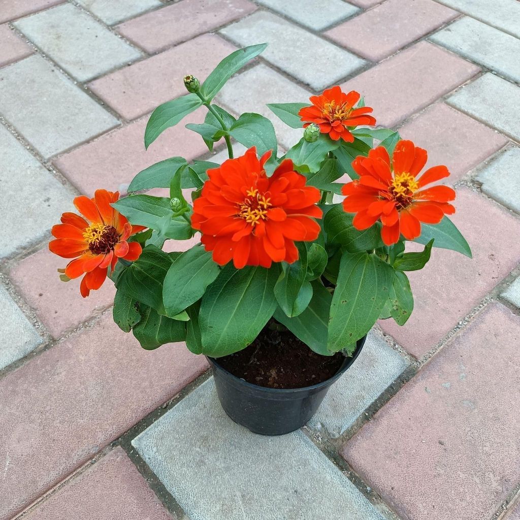 Zinnia Orange (colour may vary) in 5 Inch Nursery Pot