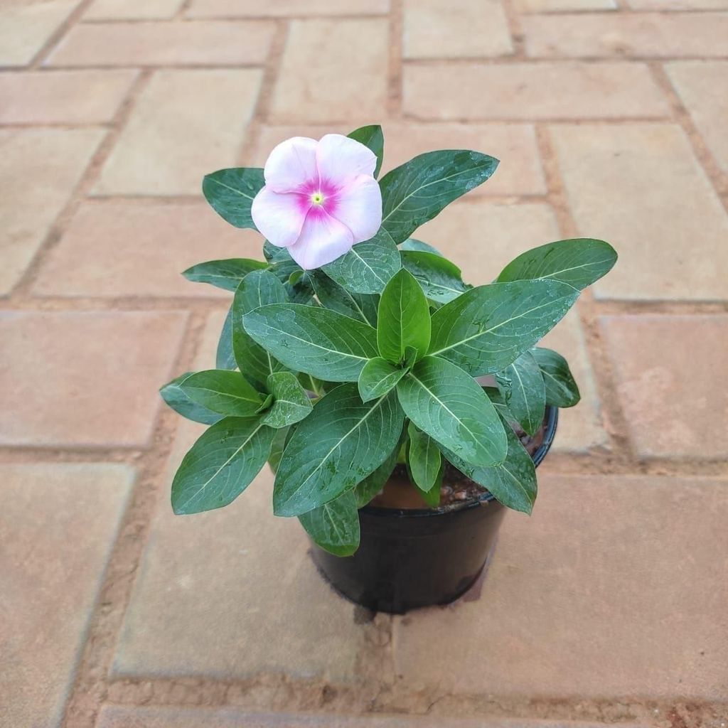 Periwinkle / Sadabahar / Vinca Pink in 4 Inch Nursery Pot