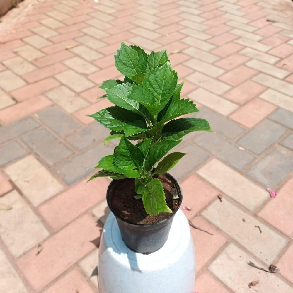 Hydrangea (any colour) in 6 Inch Nursery Pot