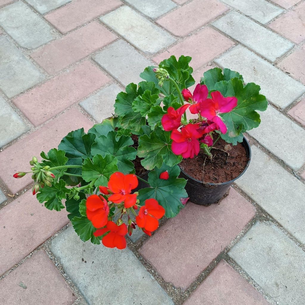 Set of 2 - Geranium (Pink & Red) in 4 Inch Nursery Pot