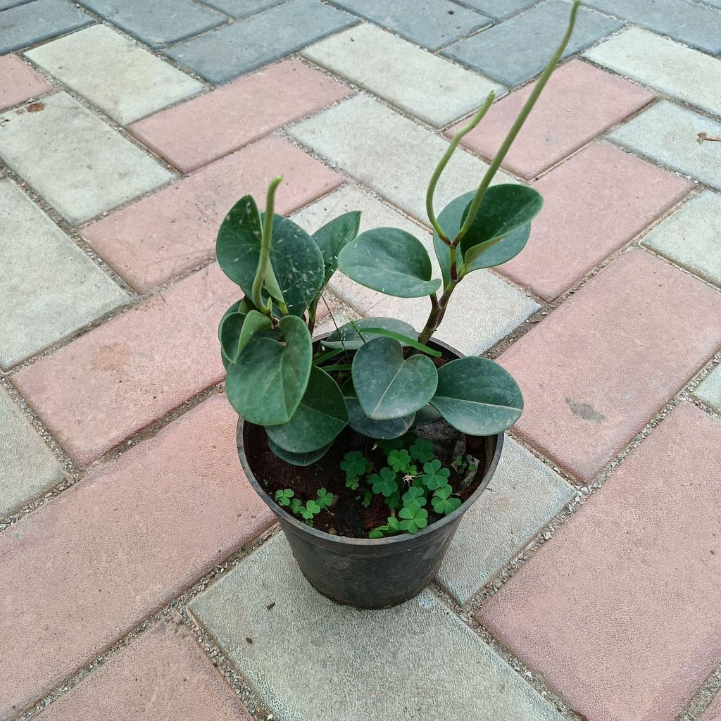 Peperomia / Radiator Plant Green in 4 Inch Nursery Pot