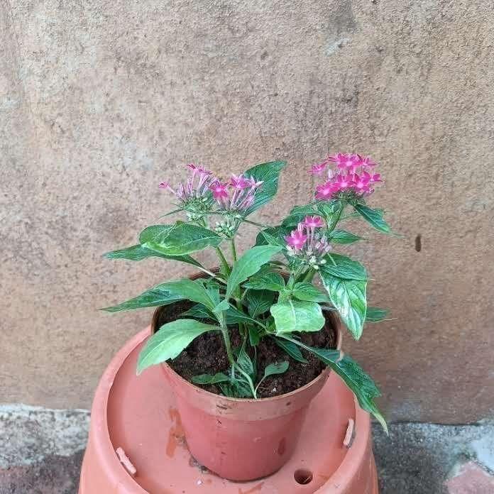 Pentas Any colour  in 5 Inch Nursery Pot
