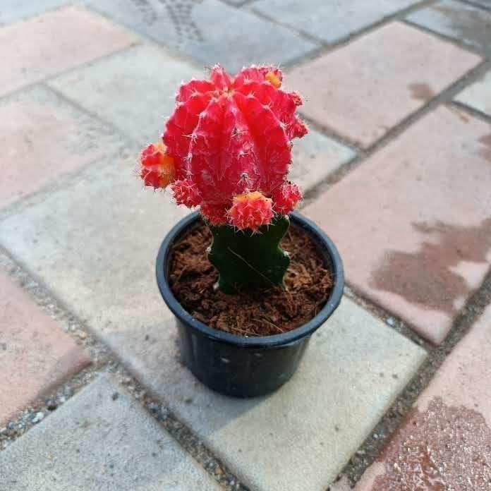 Moon Cactus Red in 3 Inch Nursery Pot