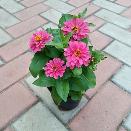 Buy Zinnia Pink in 5 Inch Plastic Pot Online | Urvann.com