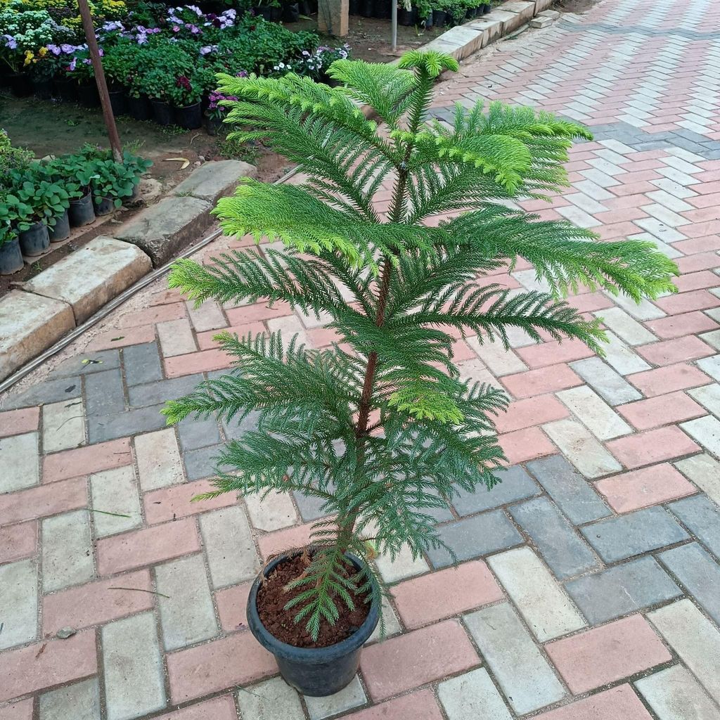 Araucaria / Christmas Tree in 10 Inch Nursery Pot