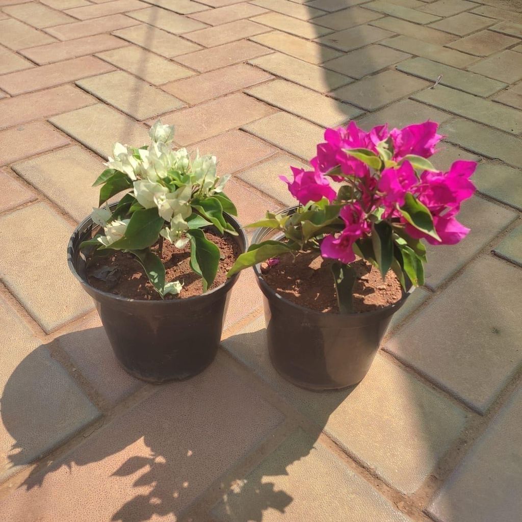 Set of 2 - Bougainvillea (Any Colour) in 5 Inch Nursery Pot