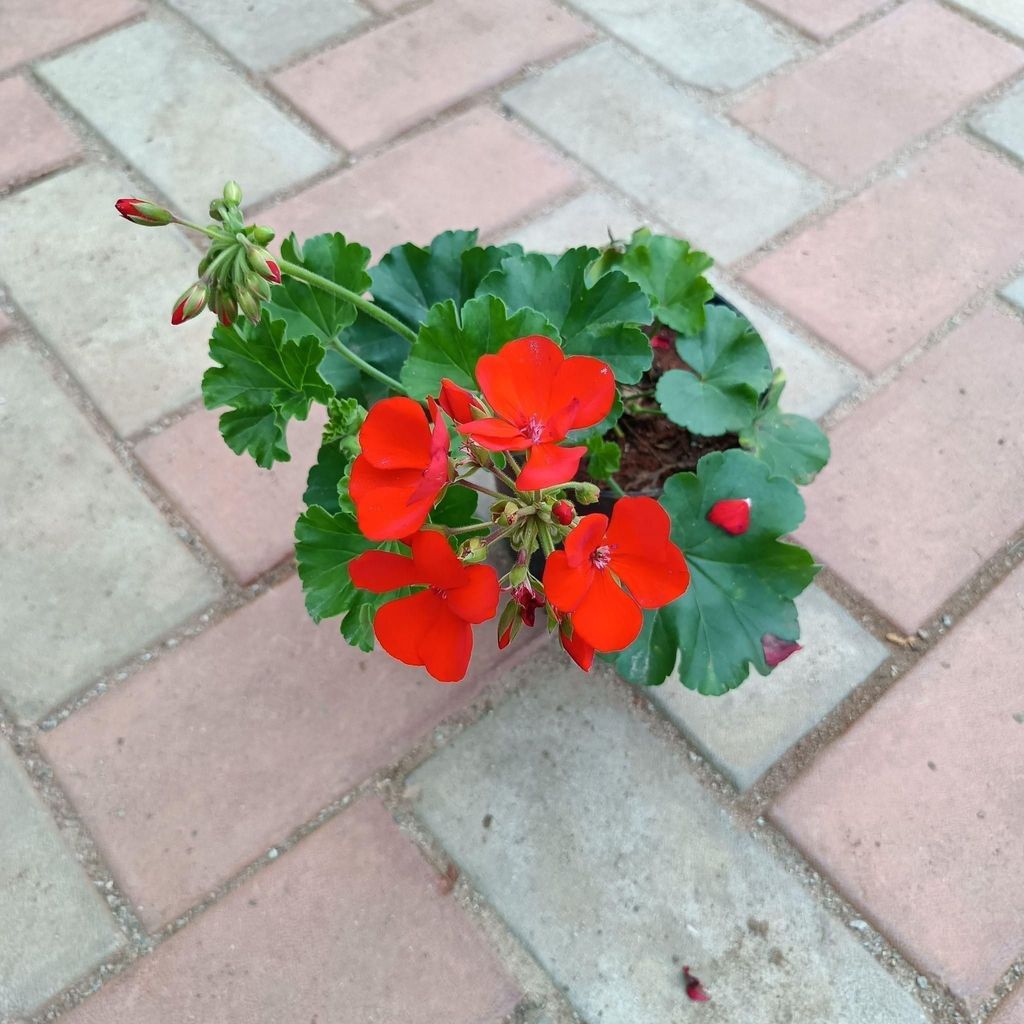 Geranium Red in 4 Inch Nursery Pot