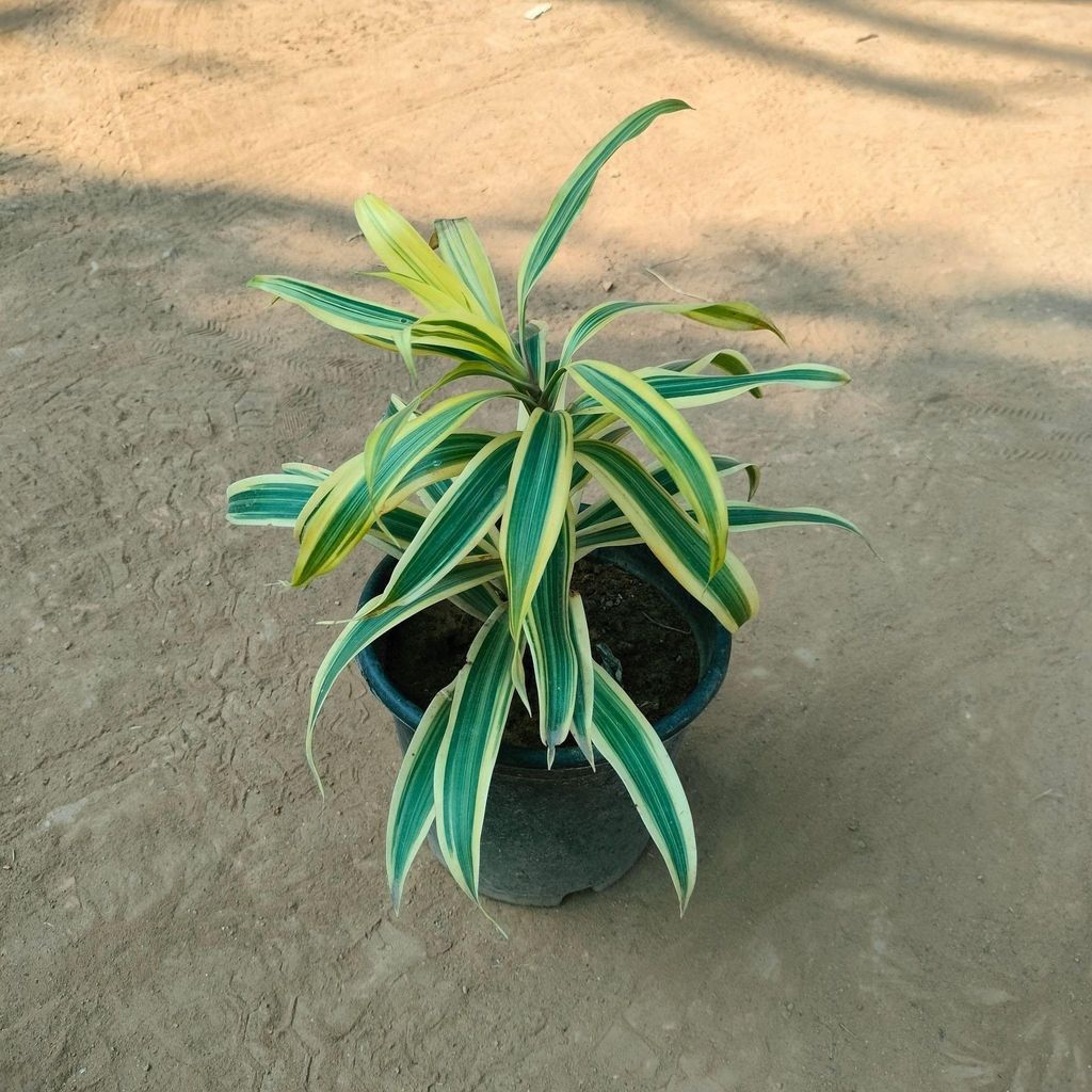 Song of India in 6 Inch Nursery Pot