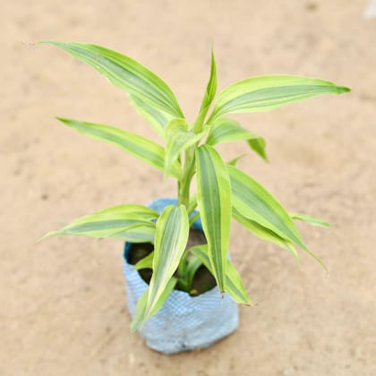 Buy Golden Bamboo in 4 Inch Nursery Bag Online | Urvann.com