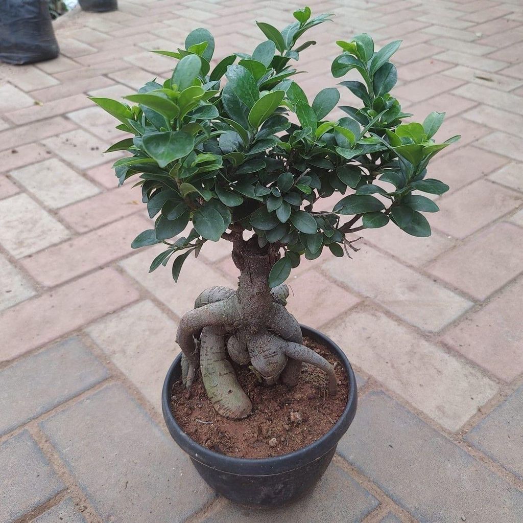 Ficus Bonsai (~ 1.5 feet) in 7 Inch Nursery Pot