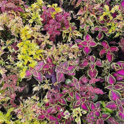 Coleus (any colour) in 4 Inch Nursery Bag