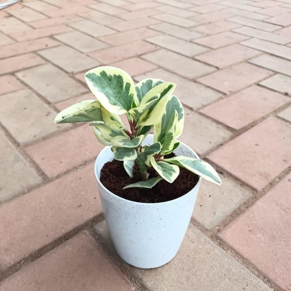 Peperomia / Radiator Plant in 5 Inch Elegant Plastic Pot (colour may vary)
